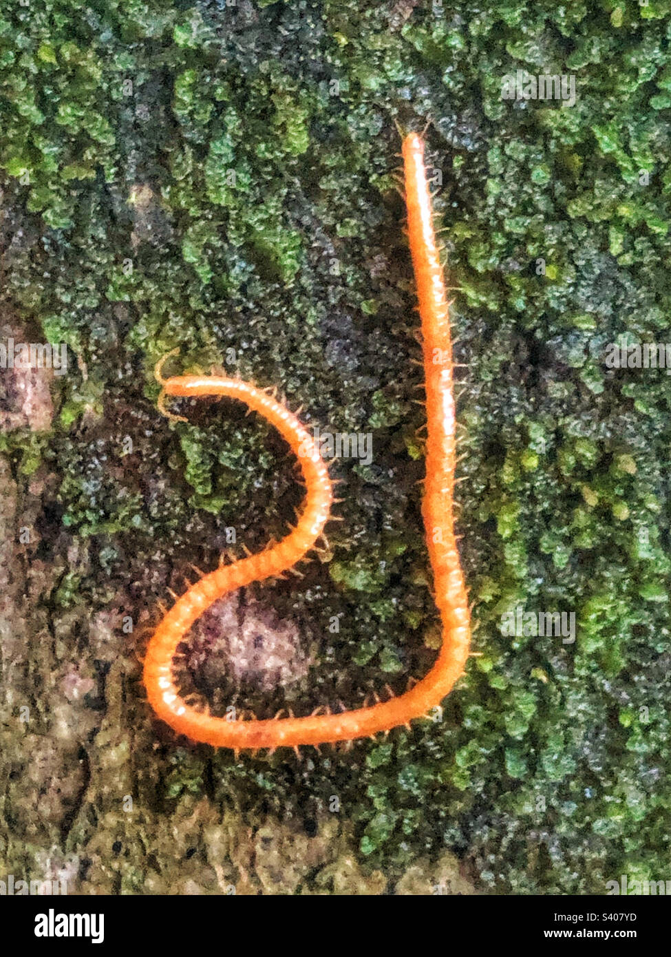 WESTERN Yellow Centipede (Stigmatogaster subterranea) auf einem Stück Moos 7ft auf einem Buchenbaum im Oktober in der Nähe von Winchester Hampshire Großbritannien Stockfoto