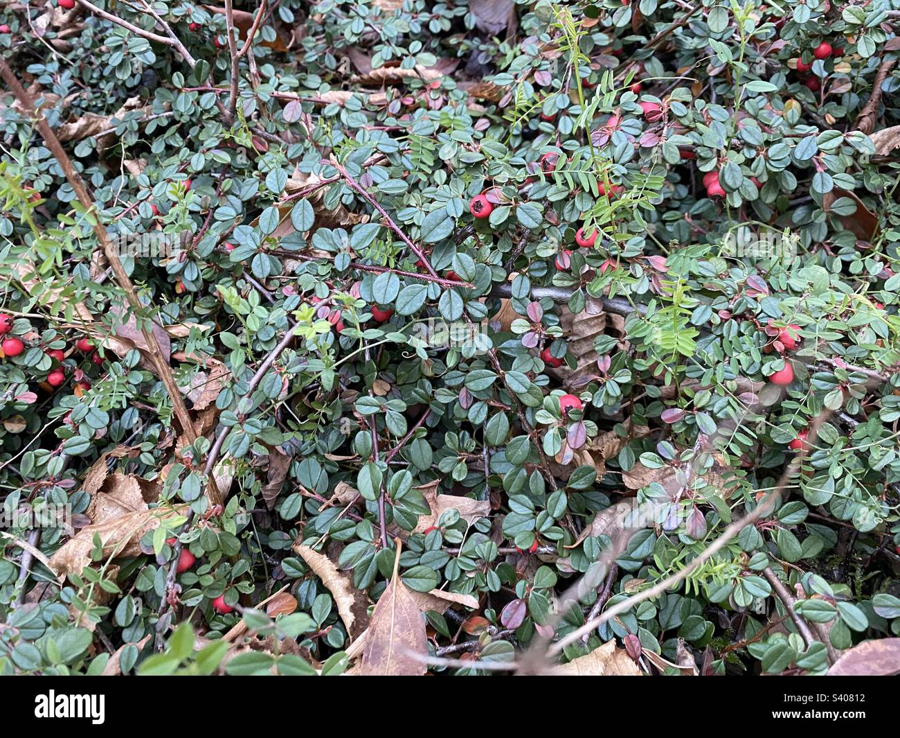 Cotoneaster à petite feuille est un arbuste à Faible Croissance. Il a été cultivé comme plante ornementale dans les jardins et les Rocailles publiques Stockfoto