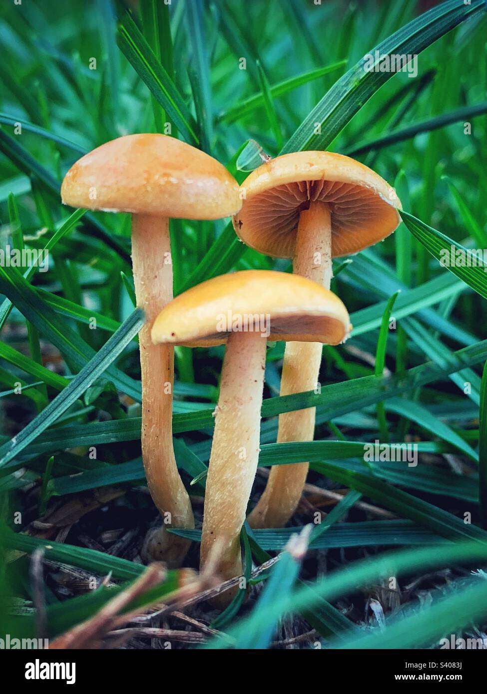 Pilze gegen das grüne Gras Stockfoto