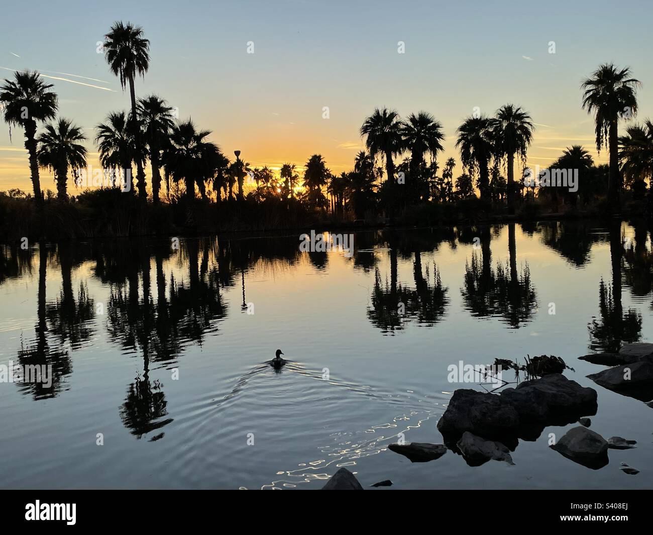 Ente schwimmt in den Sonnenuntergang und erzeugt Wellen im Teich, der Palmen reflektiert, goldenen Himmel, Jet Stream, Papago Park, Phoenix AZ Stockfoto