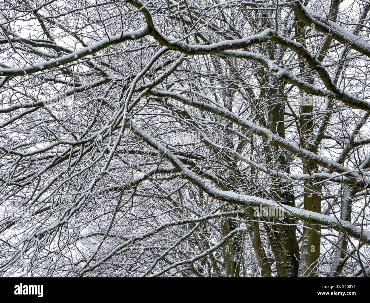 Verschneite Äste. Benson - Smartphone-aufgenommenes Stockfoto