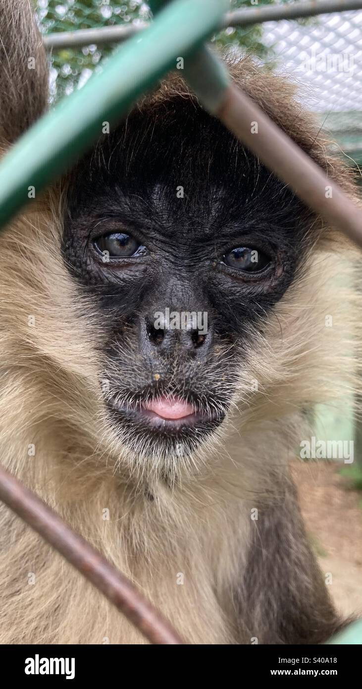 Spinnenaffe, die ihre Zunge ausstreckt Stockfoto