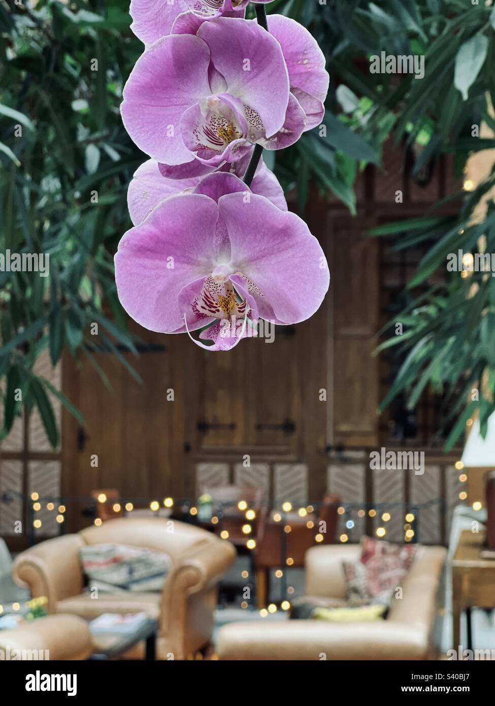Hängende rosa Orchidee/orchidaceae - Smartphone-aufgenommenes Stockfoto