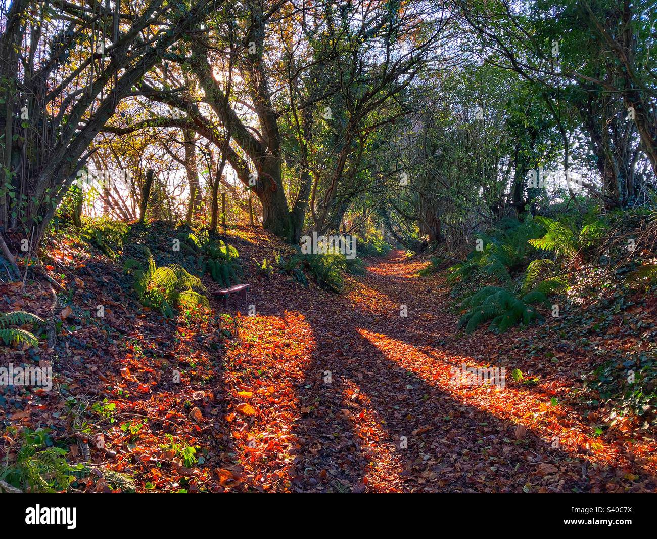 Herbstlandschaft, ein altes holloway mit heruntergefallenen Blättern und Bäumen mit Hintergrundbeleuchtung, Somerset, England - Smartphone-aufgenommenes Stockfoto