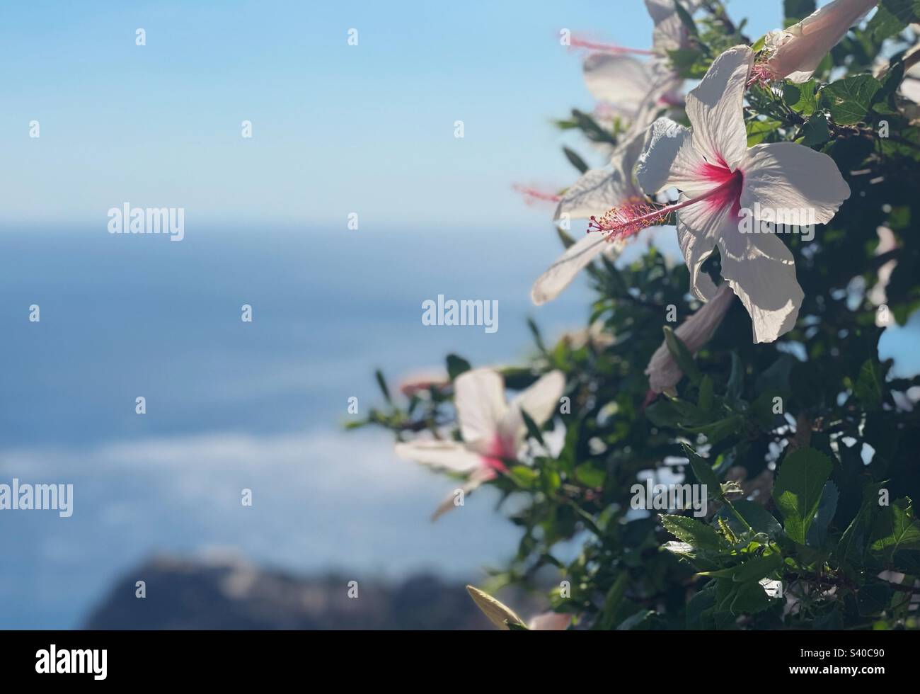 Blühende Hibiskusblüten an der Küste Kretas, Griechenland Stockfoto