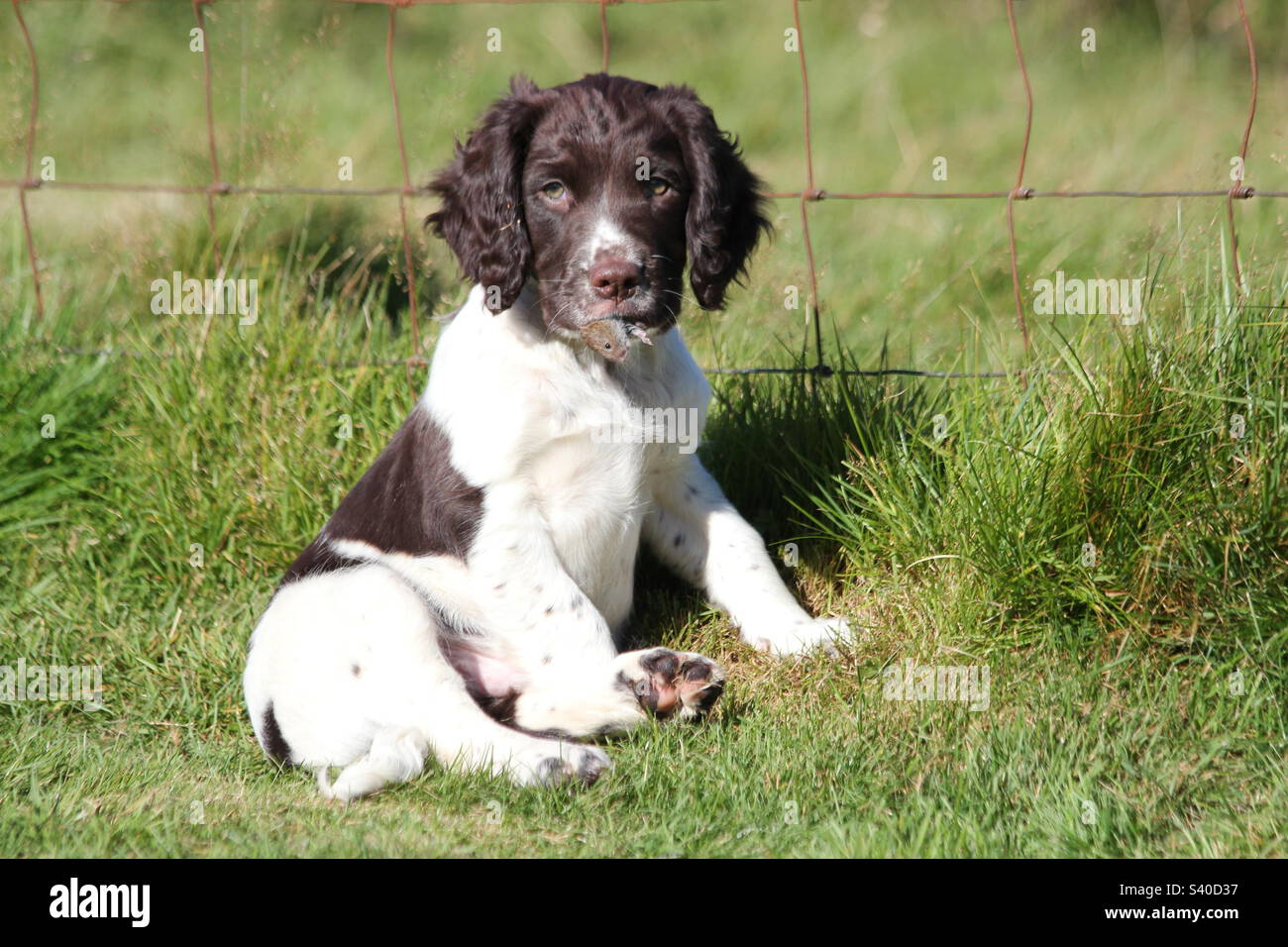 Englischer Springer Spaniel Pup. - Smartphone-aufgenommenes Stockfoto