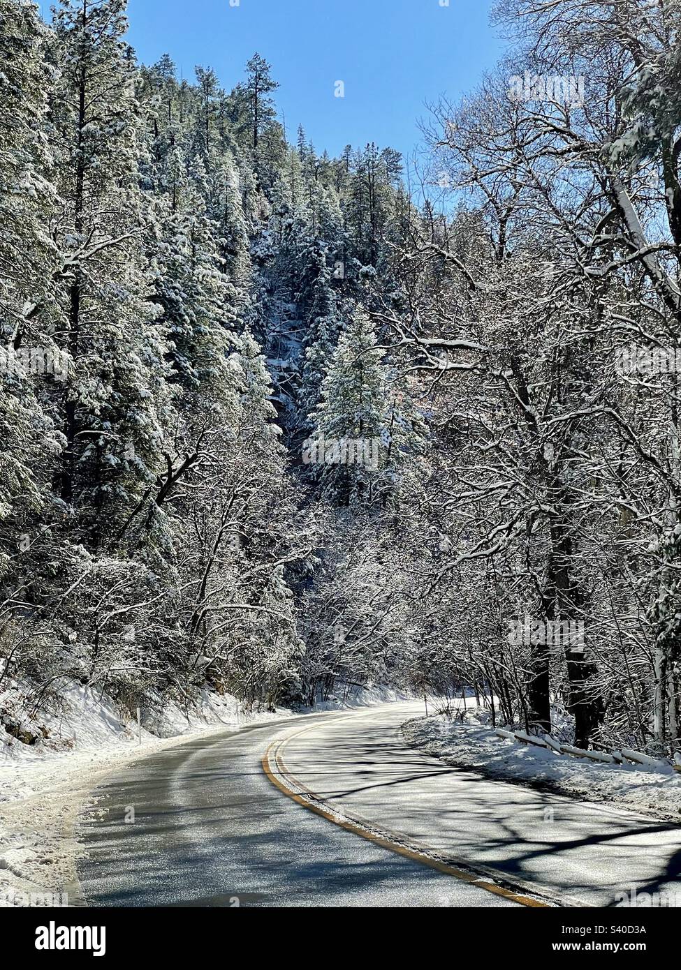 Winterwunderland, Scenic Highway, 89A, Sedona, Arizona, Erster Schneefall, schneebedeckte Kiefernboste, brillanter blauer Himmel, strahlende Sonne auf mattierten Ästen, Blick nach Süden Stockfoto