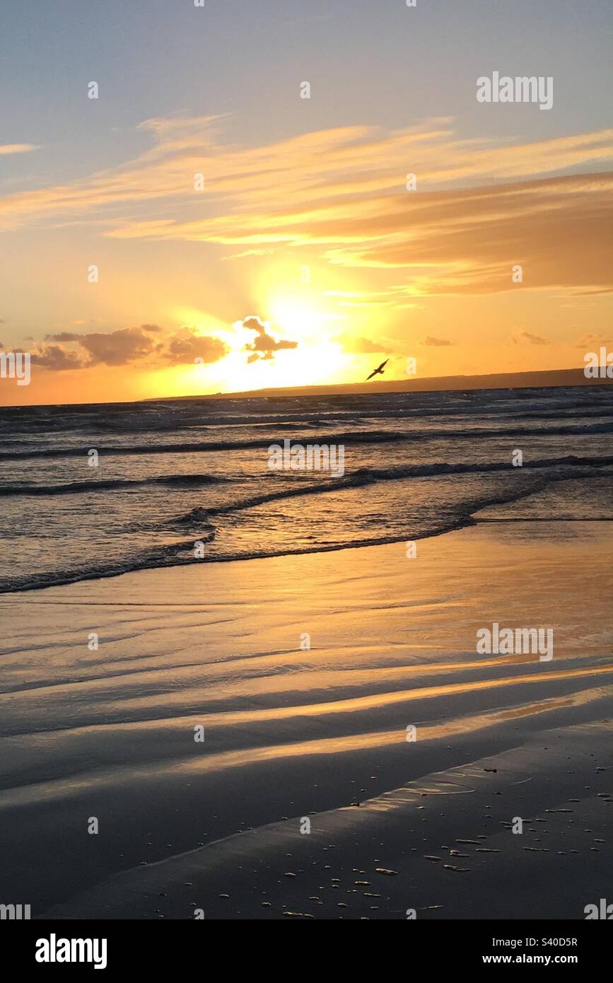 Vogel bei Sonnenuntergang über dem Meer Stockfoto