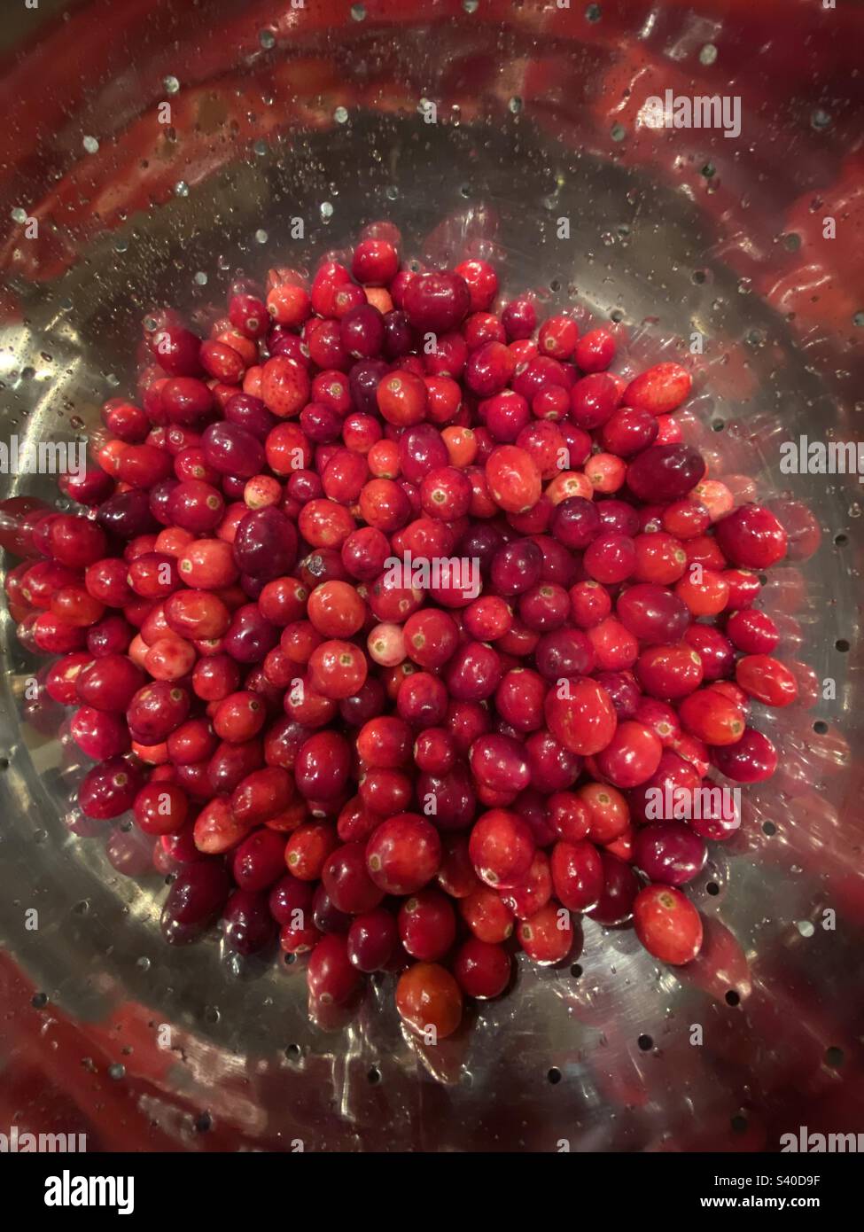 Feuchte Cranberries in einem Edelstahlsieb - Smartphone-aufgenommenes Stockfoto