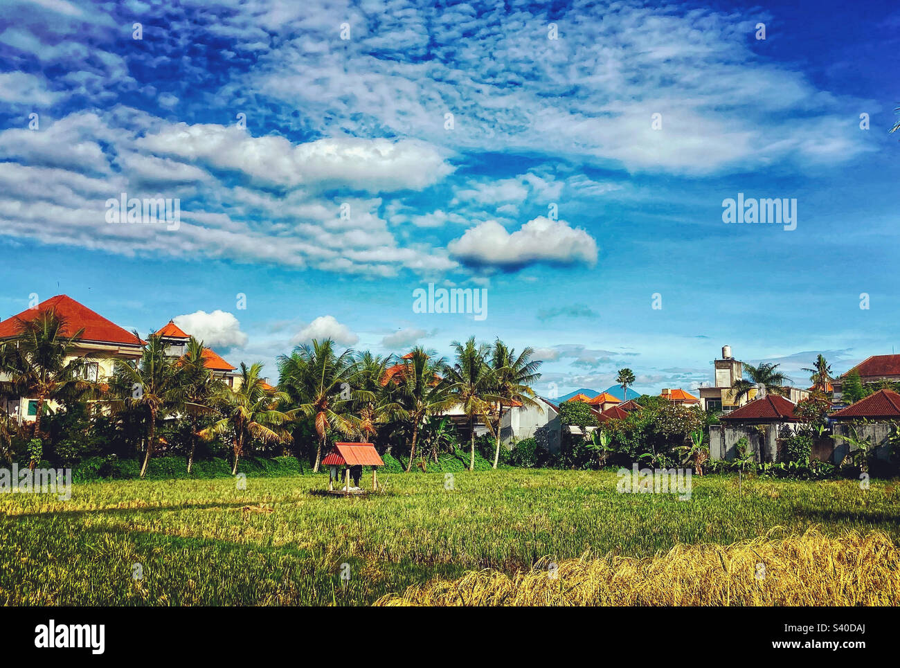 Spaziergang entlang Jalan Bisma Ubud Bali… Ich schaue über Reisfelder - Smartphone-aufgenommenes Stockfoto