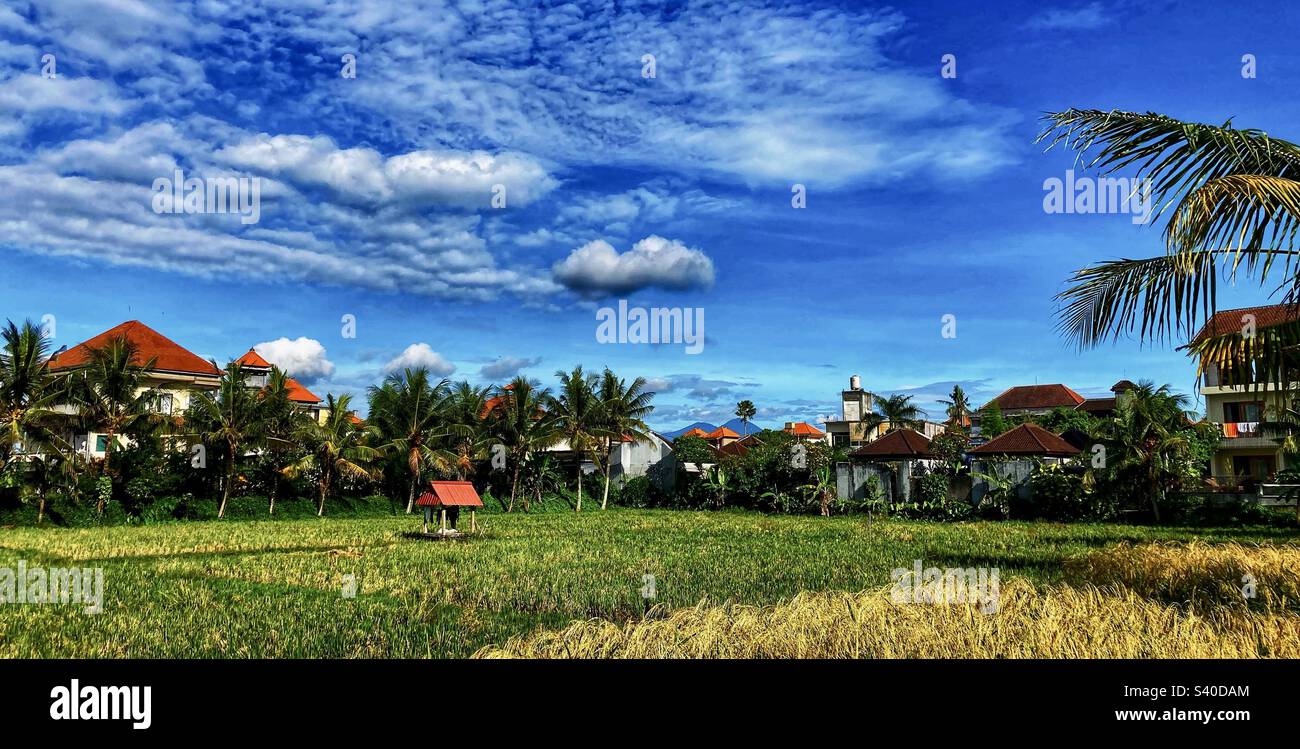 Spaziergang entlang Jalan Bisma Ubud Bali… Ich schaue über Reisfelder - Smartphone-aufgenommenes Stockfoto