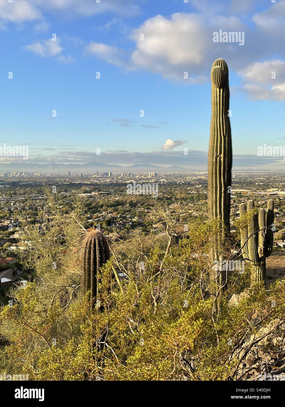 Saguaro Cacti, mit Blick auf die Skyline von Phoenix Arizona, Blick auf das Tal, Phoenix Mountain Preserve, 32./ Lincoln Street Wanderweg, frühmorgendlicher blauer Himmel, flauschige Wolken Stockfoto