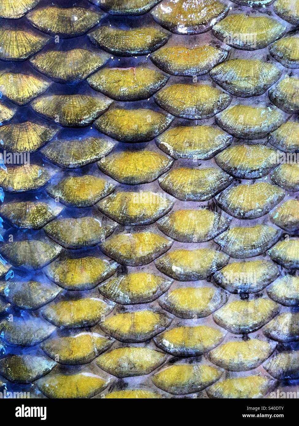 Die Waage eines gewöhnlichen Karpfens auf einem Fischmarkt. Stockfoto
