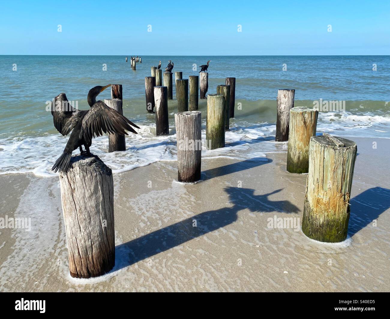 Ein Kormoran auf einem Pfosten mit Flügeln an einem Strand in Naples, Florida. Stockfoto
