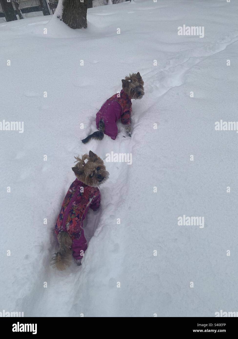 Yorkshire Terrier Hunde wandern auf schneebedeckten Pfaden - Smartphone-aufgenommenes Stockfoto