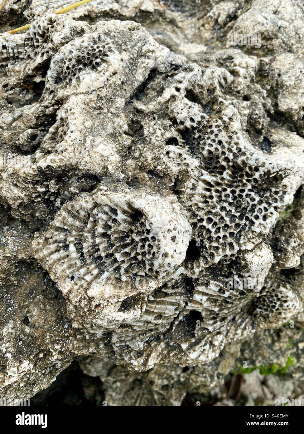 Versteinerte Korallen im Bahia Honda State Park in den Florida Keys. Stockfoto