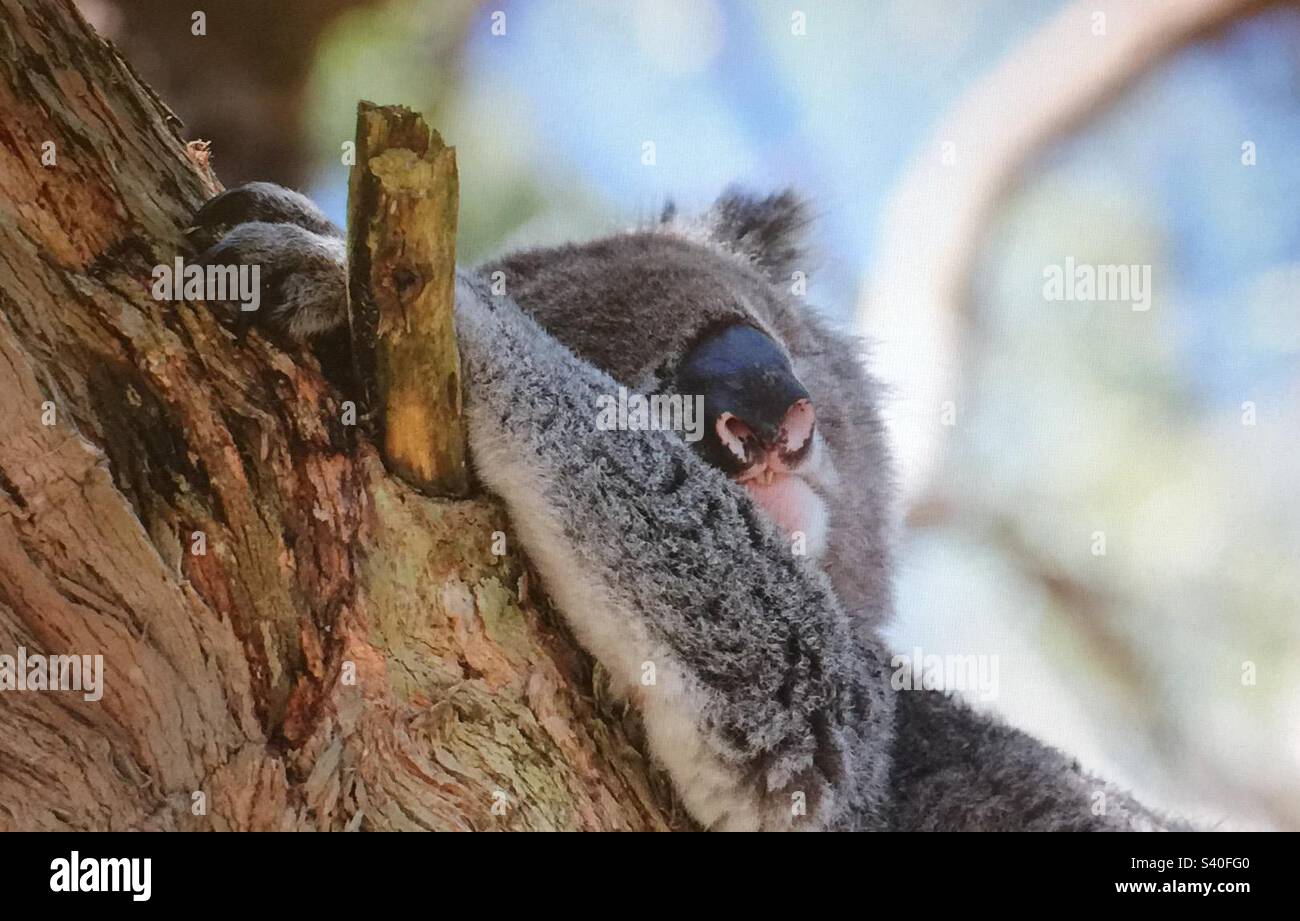 Reisen Sie nach Australien, Reisende, Koalas, natürliche Lebensräume, Otway Lighthouse Road, Wildtiere. . Stockfoto