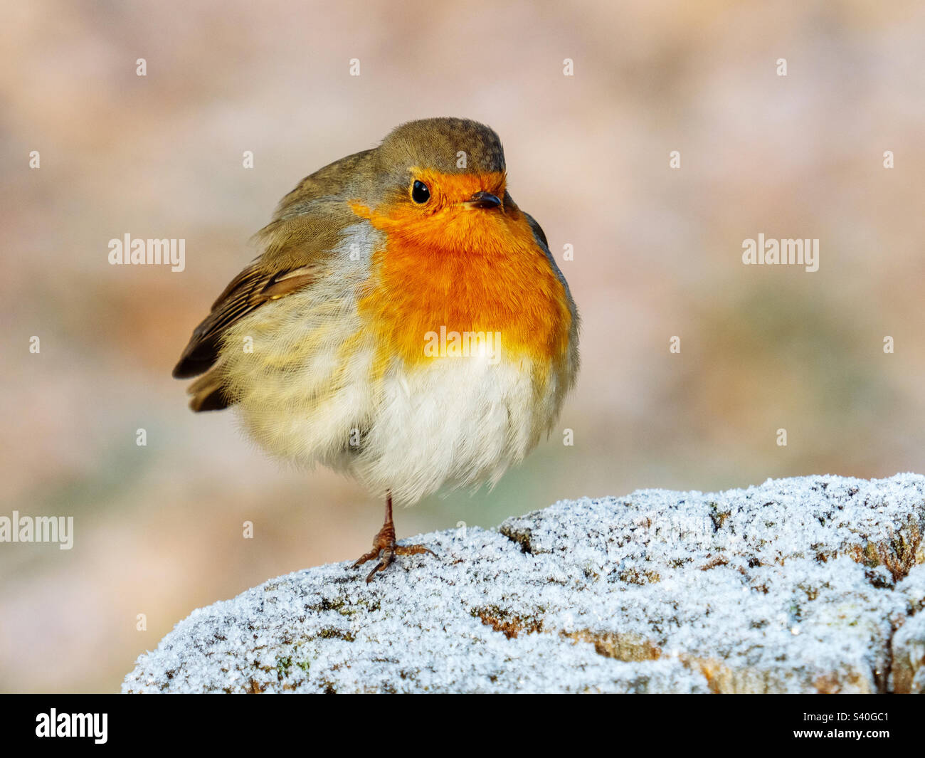 Robin Bird auf einem Bein - Smartphone-aufgenommenes Stockfoto