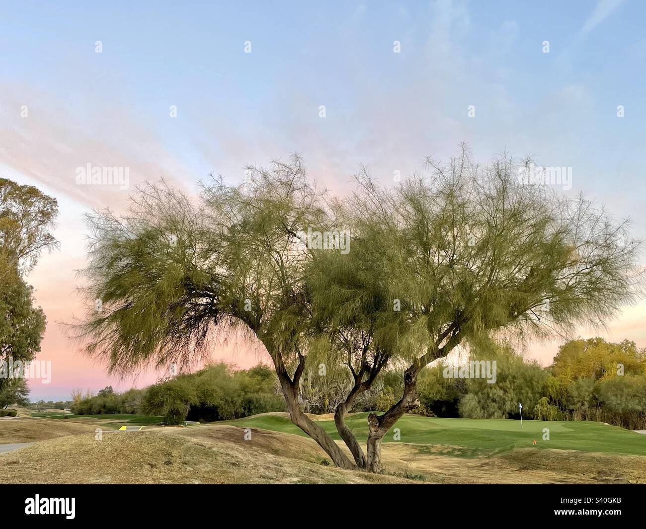 Blau und Pink, Sonnenaufgang am Weihnachtsmorgen, Scottsdale, Arizona: Dreifaltigkeitsbaum, drei Stämme, Palo verde, Golfplatz Stockfoto