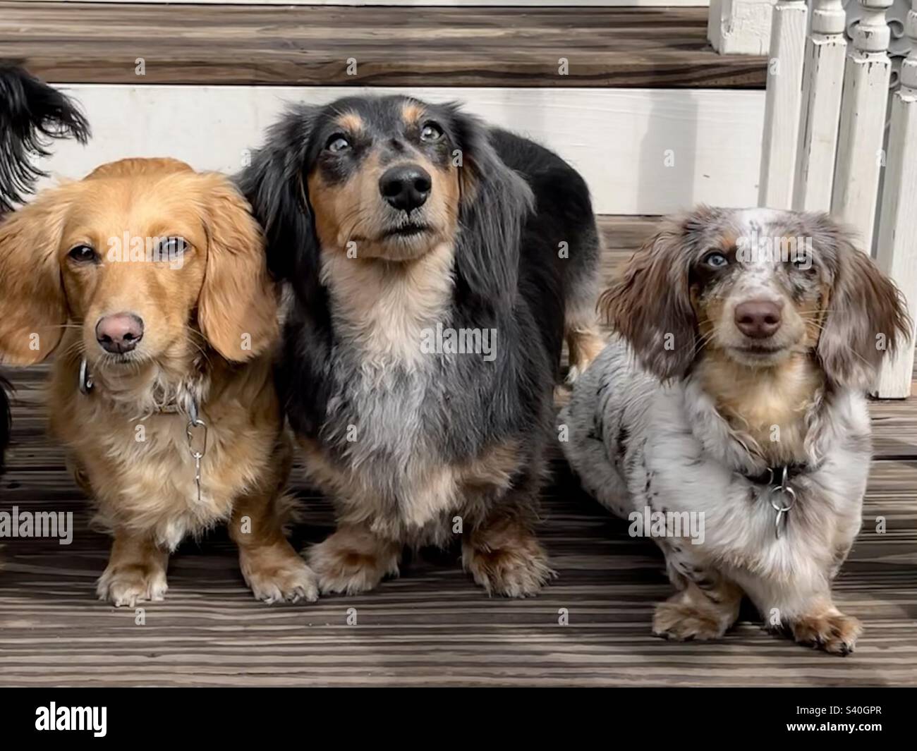 Dackel welpen mit tage -Fotos und -Bildmaterial in hoher Auflösung – Alamy