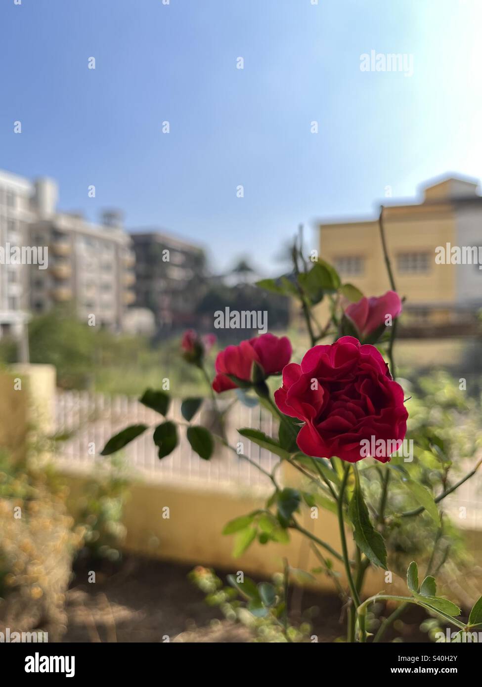 Eine wunderschöne, blühende Rose im indischen Sonnenschein Stockfoto