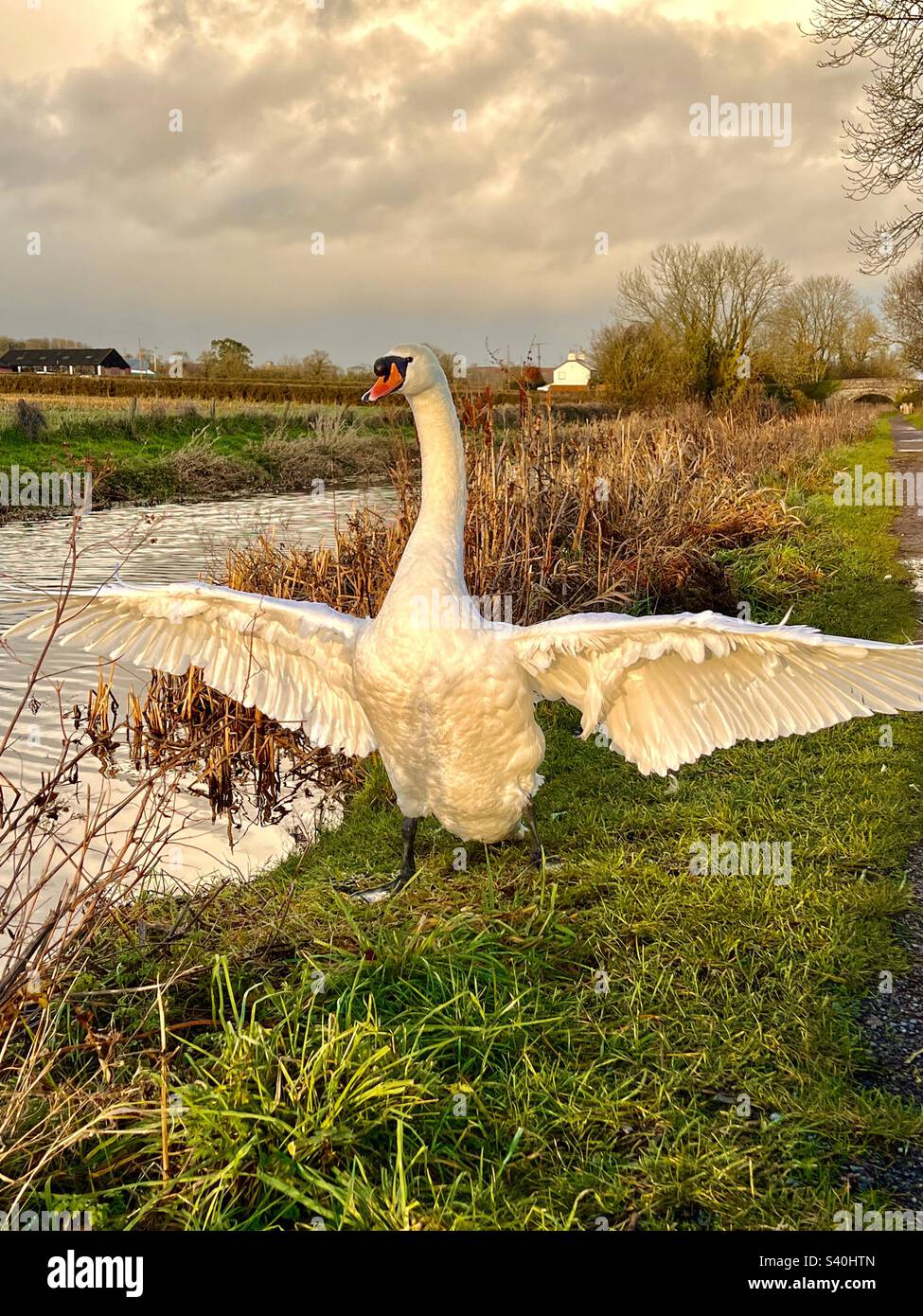 Der weiße stumme Schwan (Cygnus olor) schlägt große Flügel am Rand des großen westlichen Kanals bei Sonnenuntergang, Winter, Devon england Stockfoto