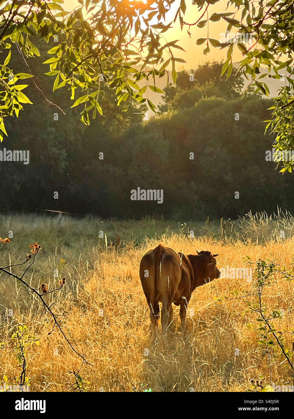 Eine Kuh auf einer Wiese. Stockfoto