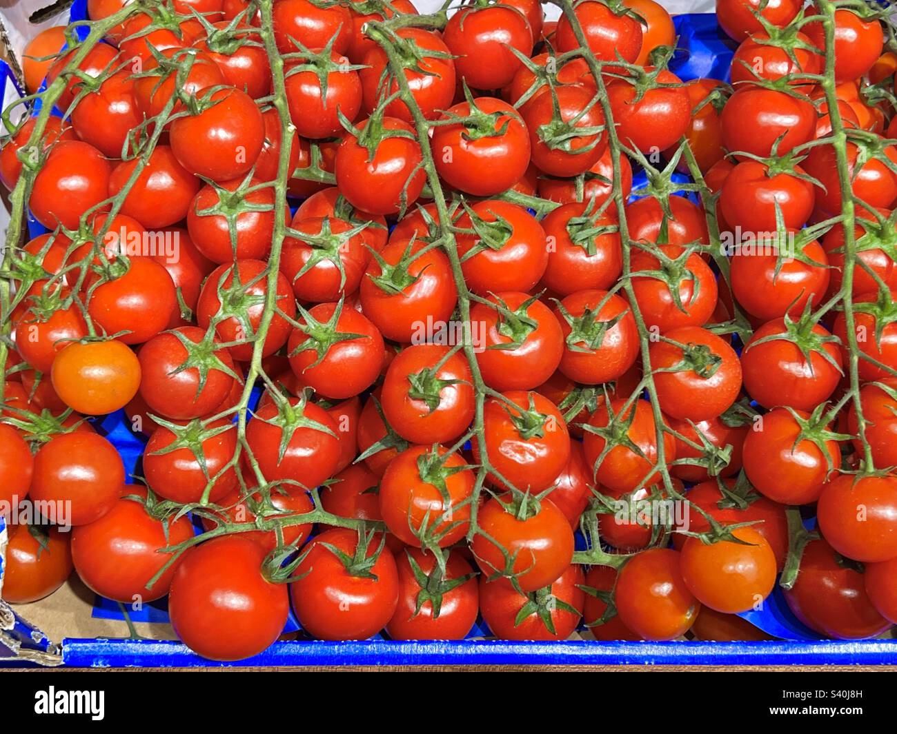 Kleine rote Vine Tomaten Stockfoto