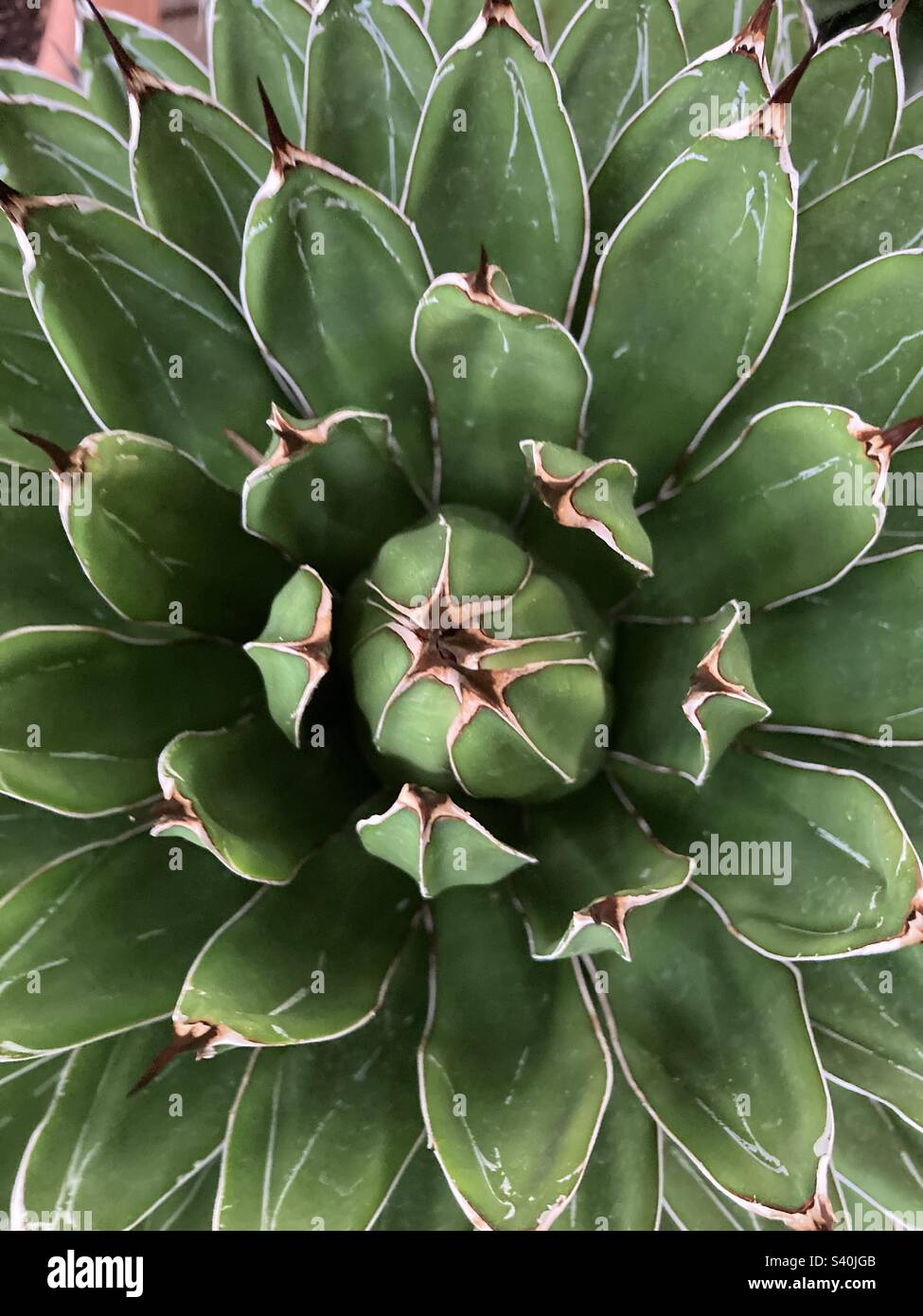 Agave Rosette. Makrofoto einer grünen, saftigen Pflanze. - Smartphone-aufgenommenes Stockfoto