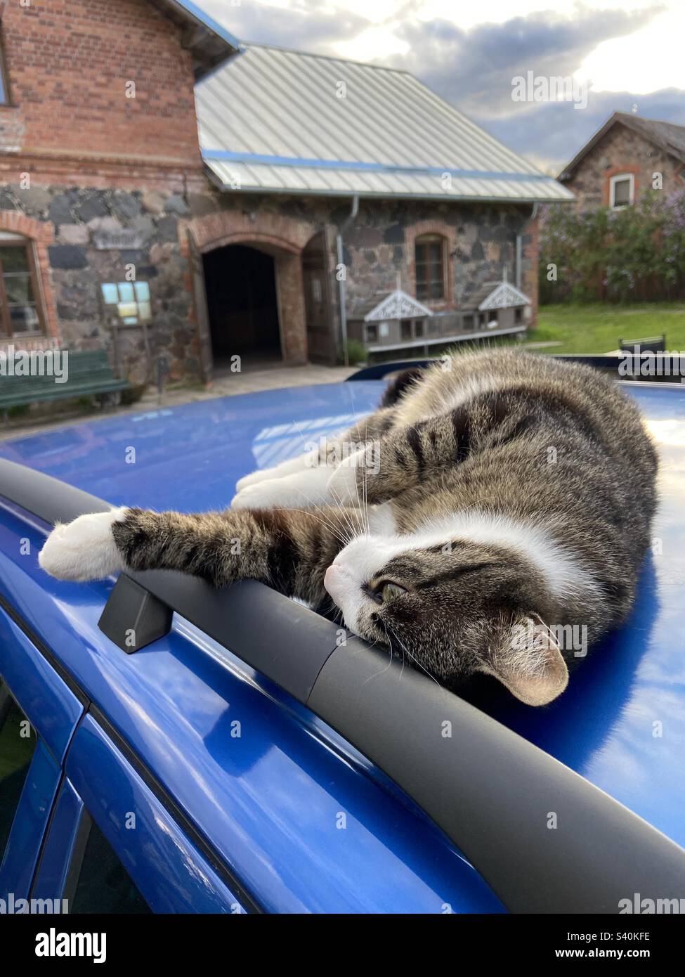 Die Katze lag auf dem blauen Autodach - Smartphone-aufgenommenes Stockfoto