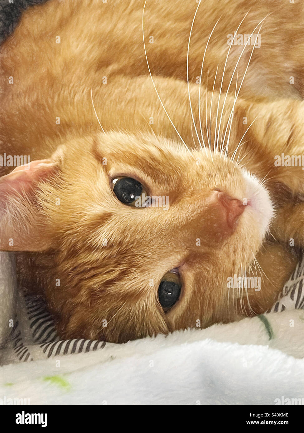 Orangefarbene, kurzhaarige Katz, die aus einem Nickerchen erwacht. Stockfoto
