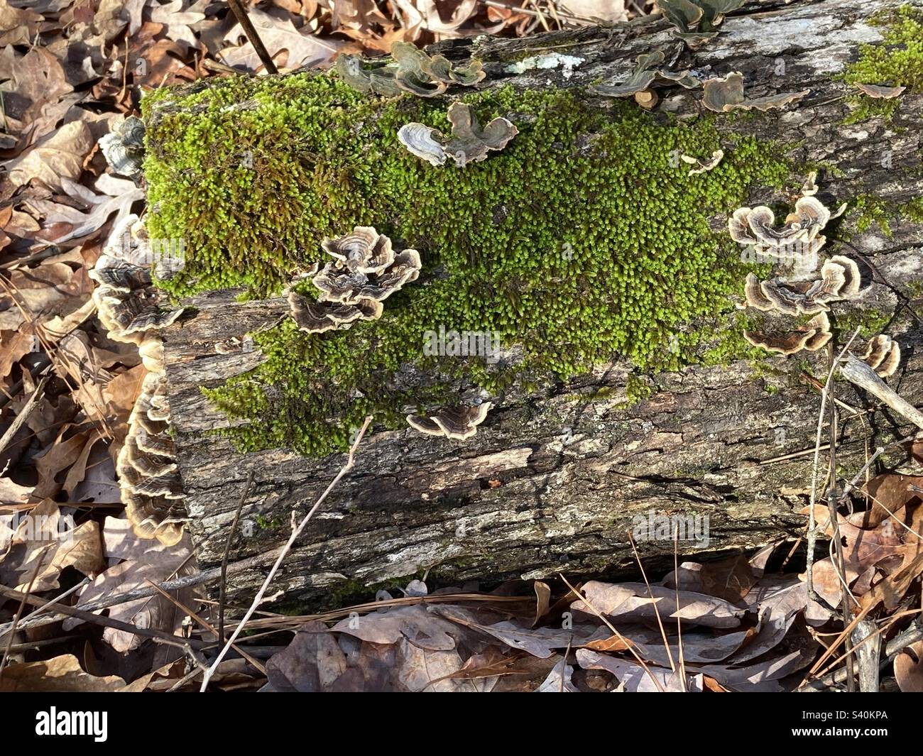 Mykologie Tennessee Stockfoto