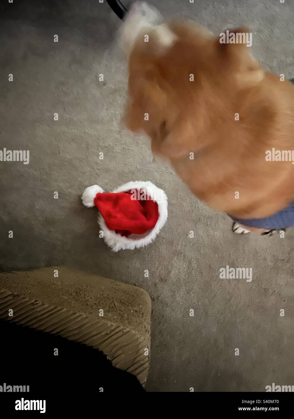 Der Weihnachtsmann wollte nicht mit meinem Hund kooperieren. - Smartphone-aufgenommenes Stockfoto