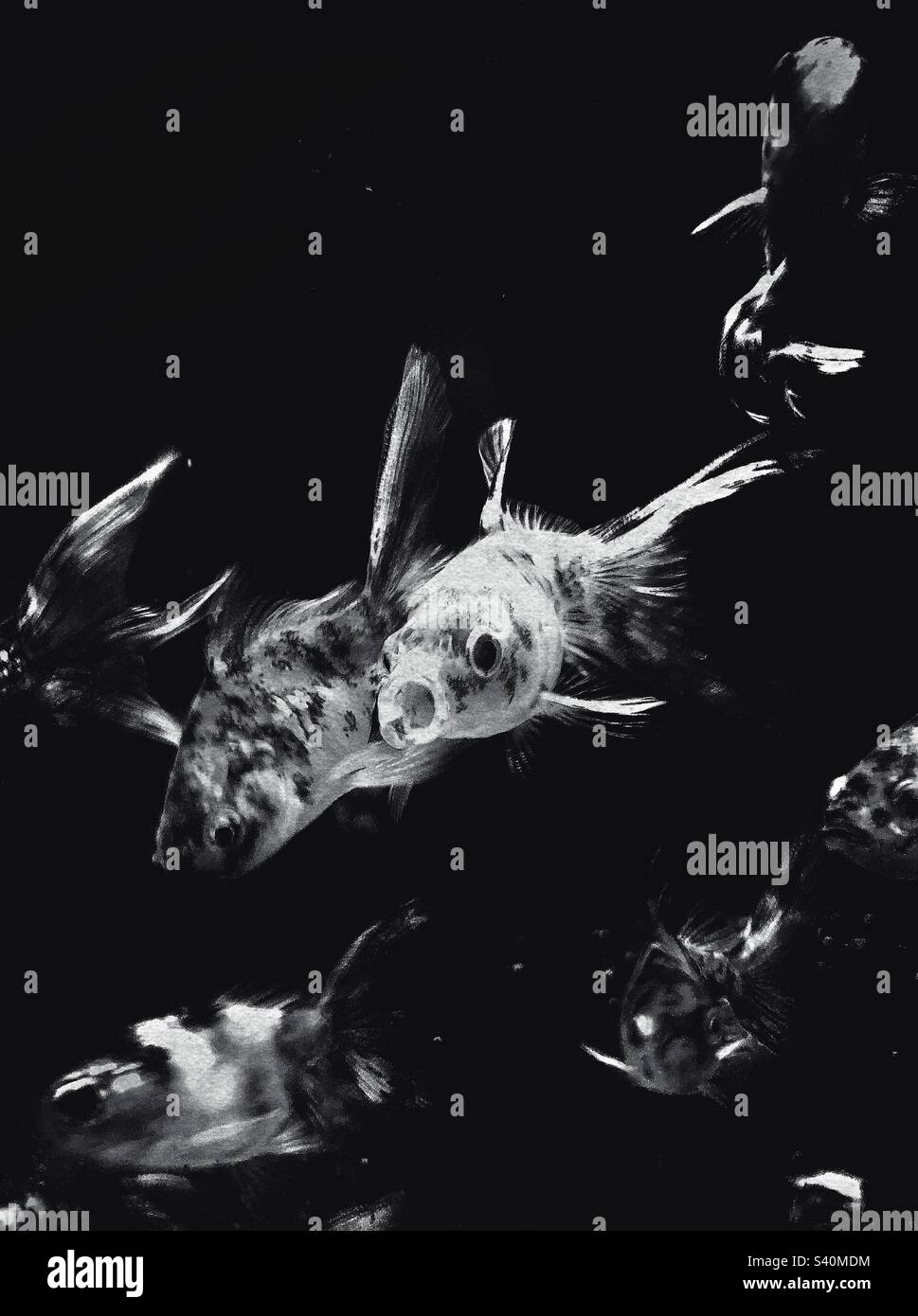 Fisch im Aquarium - Smartphone-aufgenommenes Stockfoto