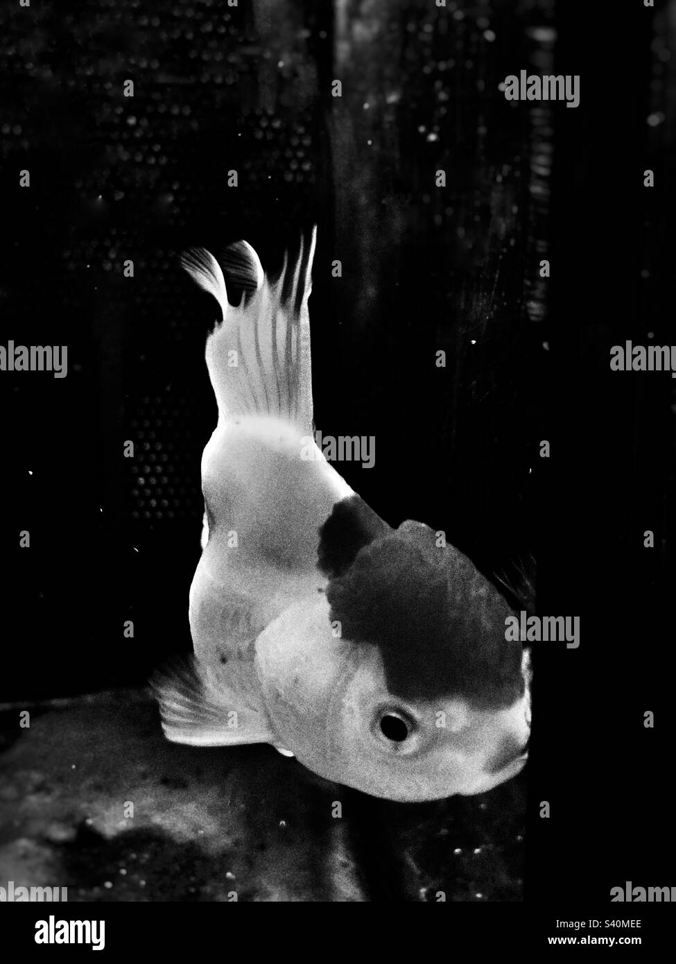 Exotische Fische in einem Aquarium Stockfoto