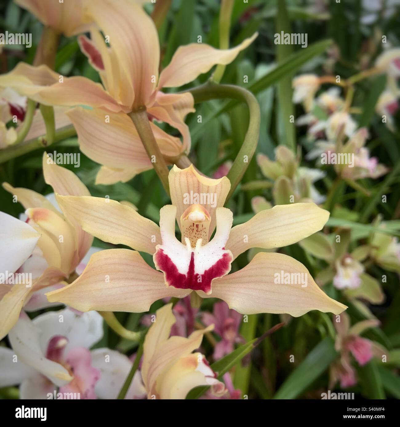 Orchidee - Smartphone-aufgenommenes Stockfoto