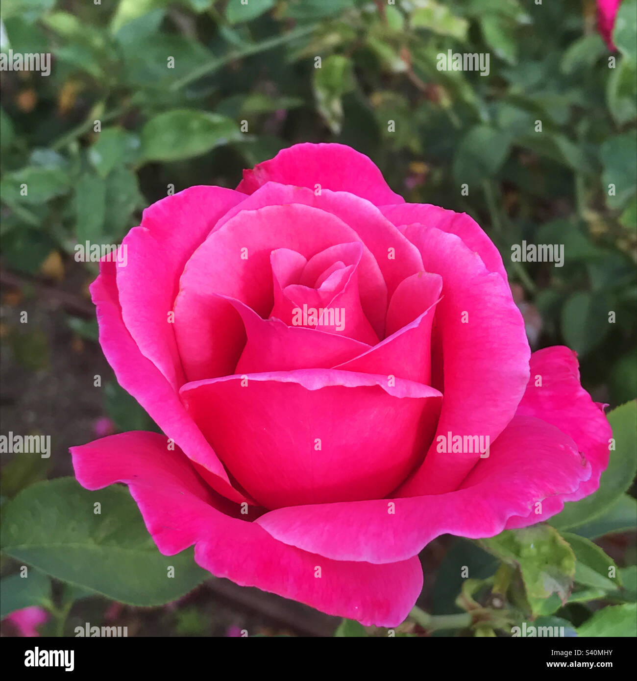 Rose - Smartphone-aufgenommenes Stockfoto