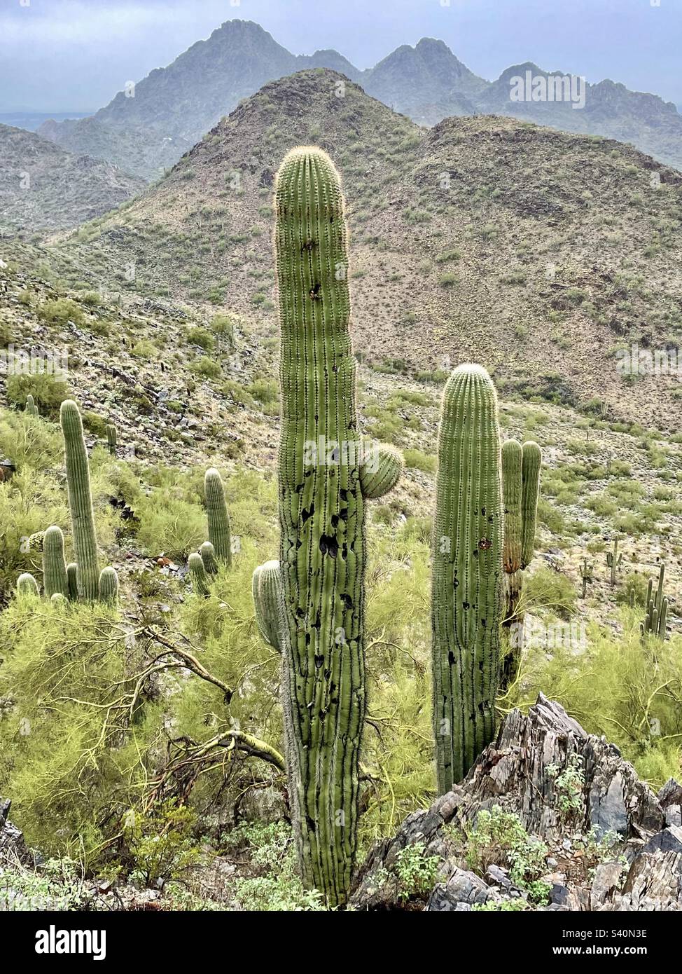 Wenn es regnet, gießt es, in der Wüste, stürzt die Kakteen und grünt den Palo verde. Saguaro-Kakteen stehen hoch, ausgerichtet am Piestwa Peak, Phoenix Mountain Preserve AZ Stockfoto