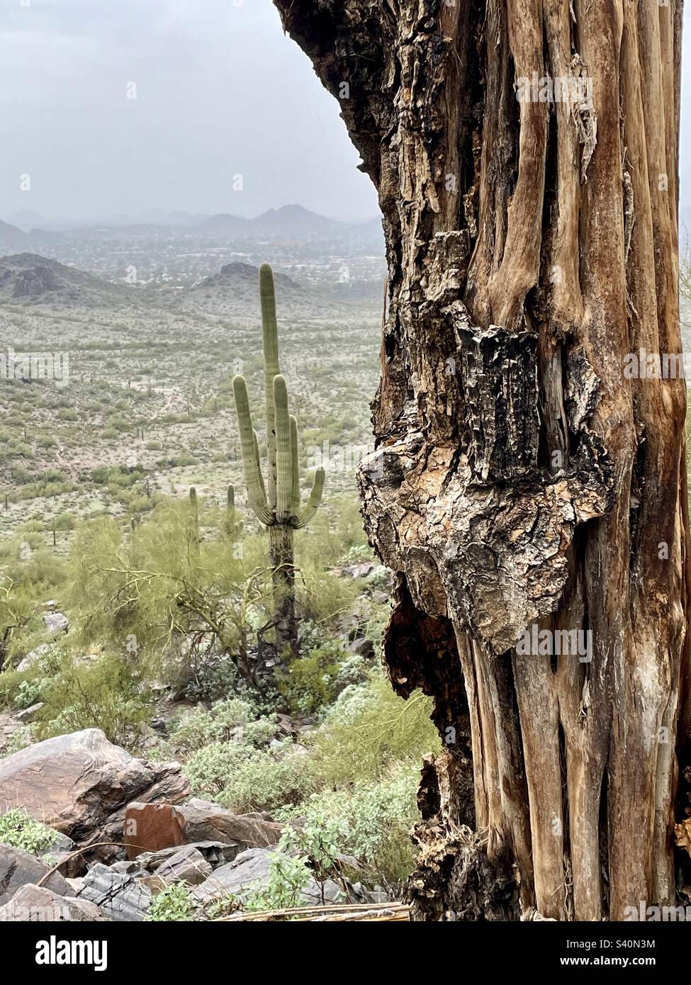 Ein starker, voller Leben Saguaro Cactus steht hinter den knochigen Rohrrippen toter saguaro. Phoenix Mountain Preserve, AZ Stockfoto