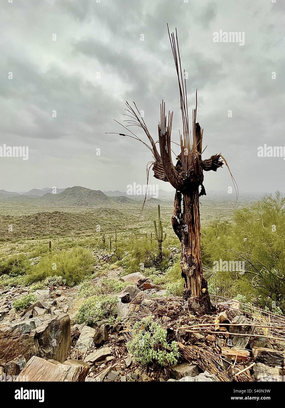 Ein starker, voller Leben Saguaro Cactus steht hinter den knochigen Rohrrippen toter saguaro. Phoenix Mountain Preserve, AZ Stockfoto