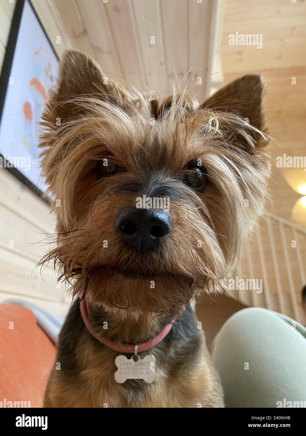 Hund-Porträt - Smartphone-aufgenommenes Stockfoto