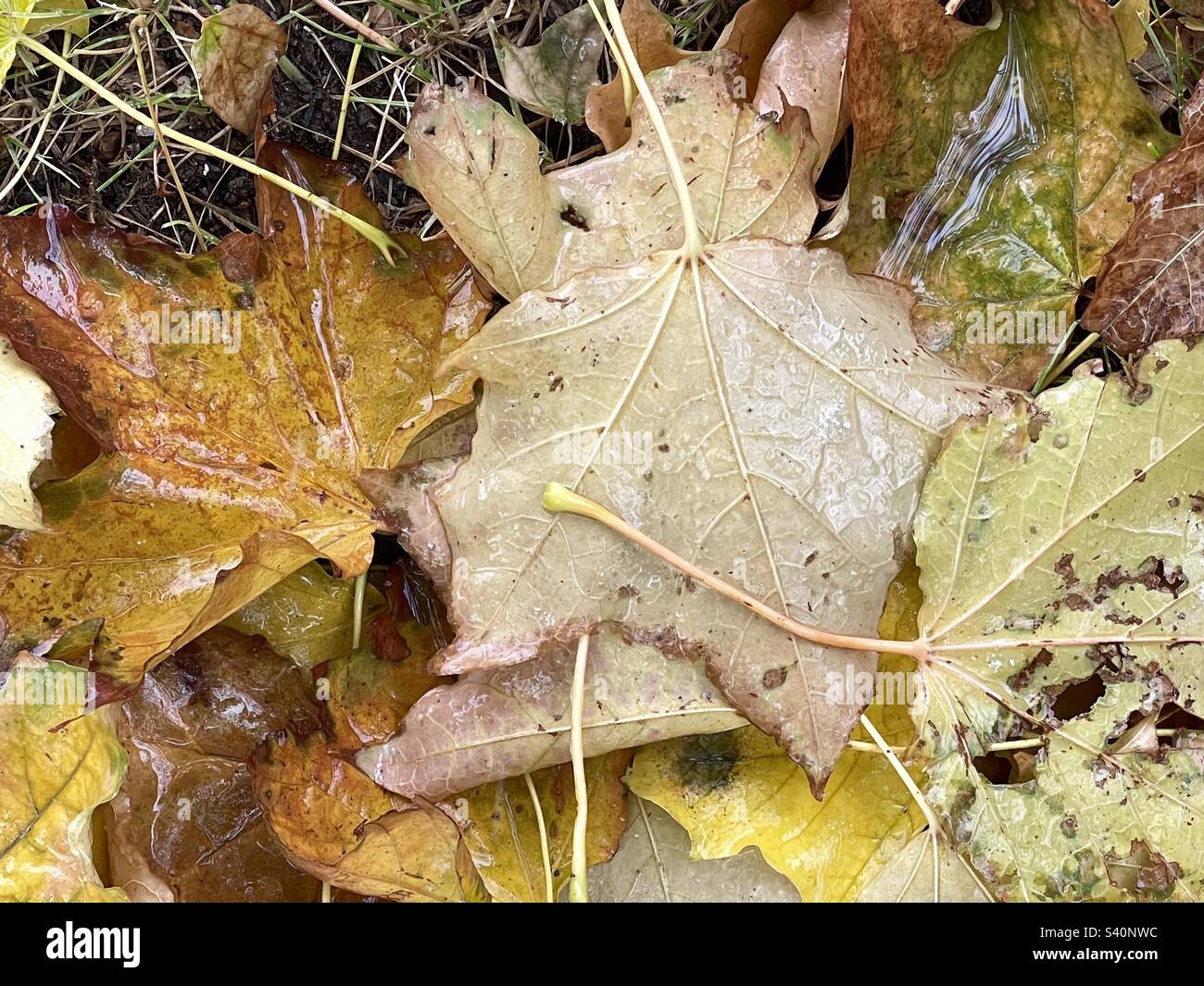 Kürzlich gefallene Ahornblätter sind feucht mit herabfallendem Graupel und Schnee. Das frische Regenwasser, das die Blätter bedeckt, bringt ihre Farbe und Textur zum Ausdruck. Stockfoto
