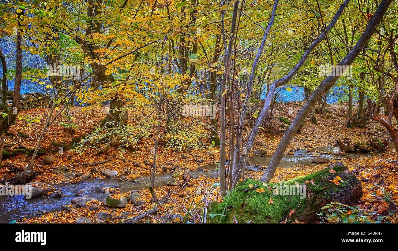 Ein kleiner Bach im Herbstwald Stockfoto