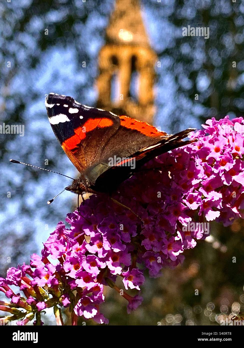 Roter Admiral (Vanessa Atalanta) Schmetterling aus der Nähe einer hübschen Buddleia-Blume mit einem Kirchturm im Hintergrund, Sommersonne, England, großbritannien Stockfoto