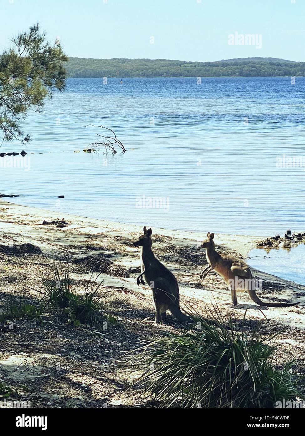 Zwei Kängurus am Wasser, hell am Tag. Legendäre australische Kängurus. Stockfoto