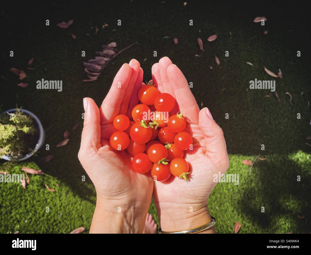 POV der Frauenhände mit frisch gepflückten roten Kirschtomaten mit grünem Grashintergrund. Stockfoto