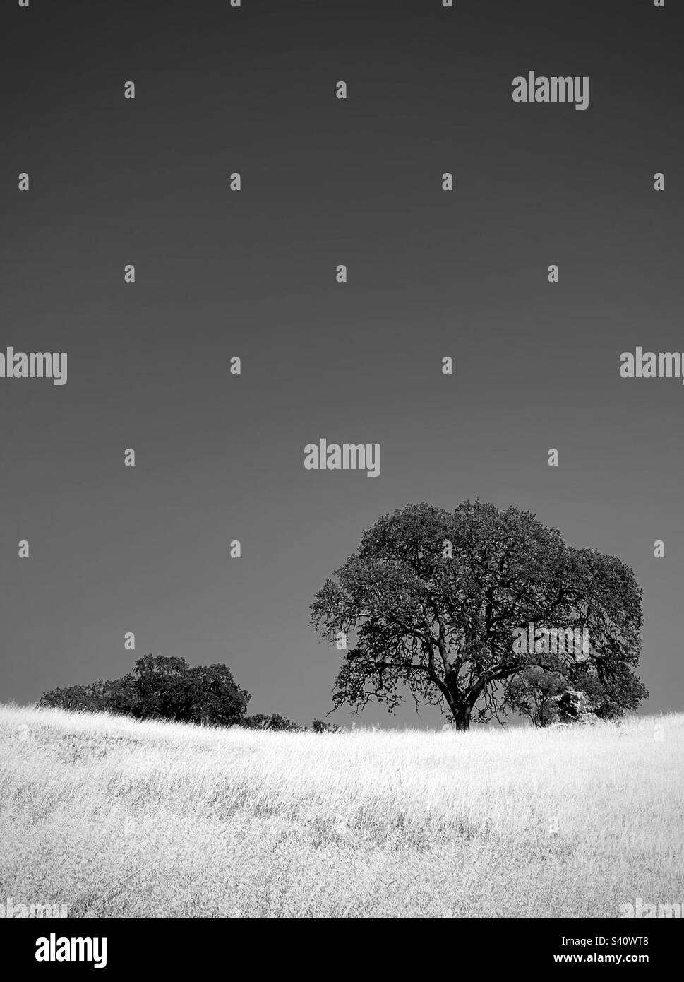 Eine Eiche auf einem Grasfeld. Stockfoto