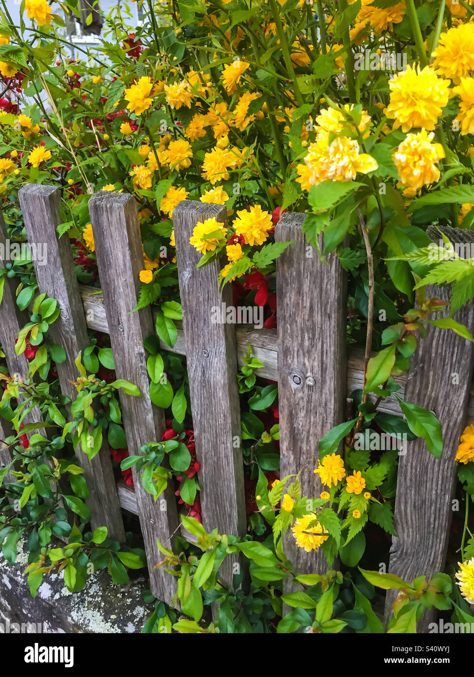 Ein alter Gartenzaun aus Holz mit wunderschönen gelben Blüten dahinter - Smartphone-aufgenommenes Stockfoto