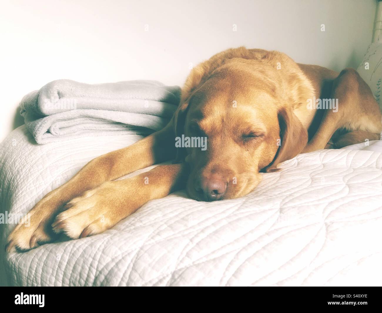 Ein Labrador Retriever Hund, der mitten am Tag auf einem bequemen Bett schläft Stockfoto