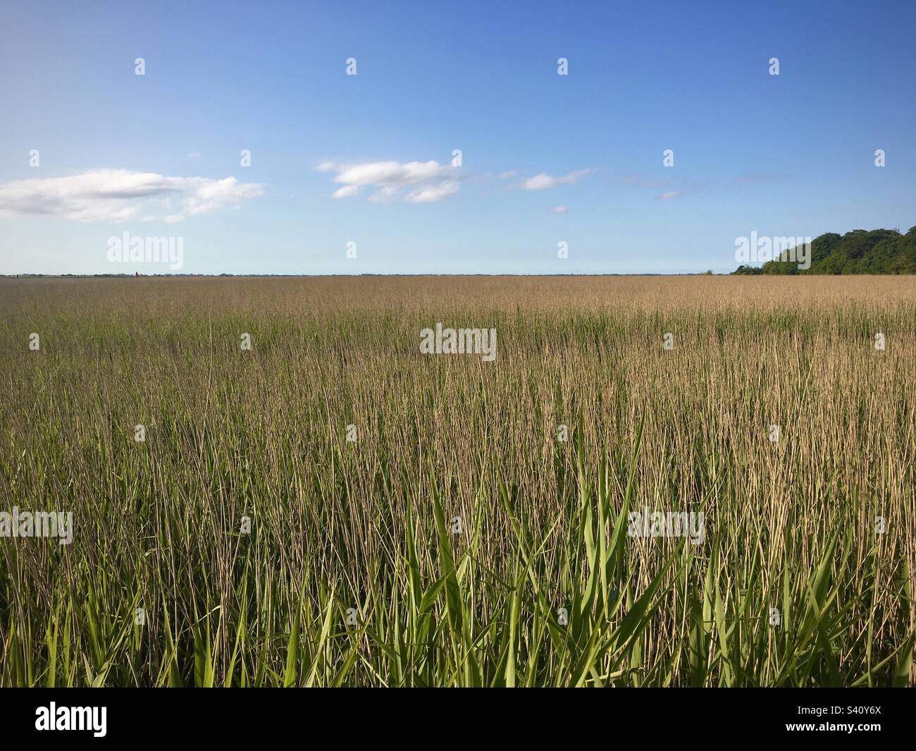Reed Open Field, Norfolk, Großbritannien Stockfoto